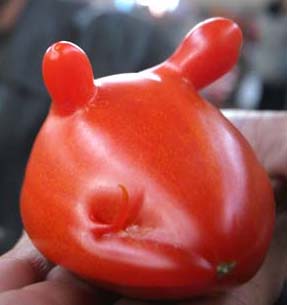 mouse tomato